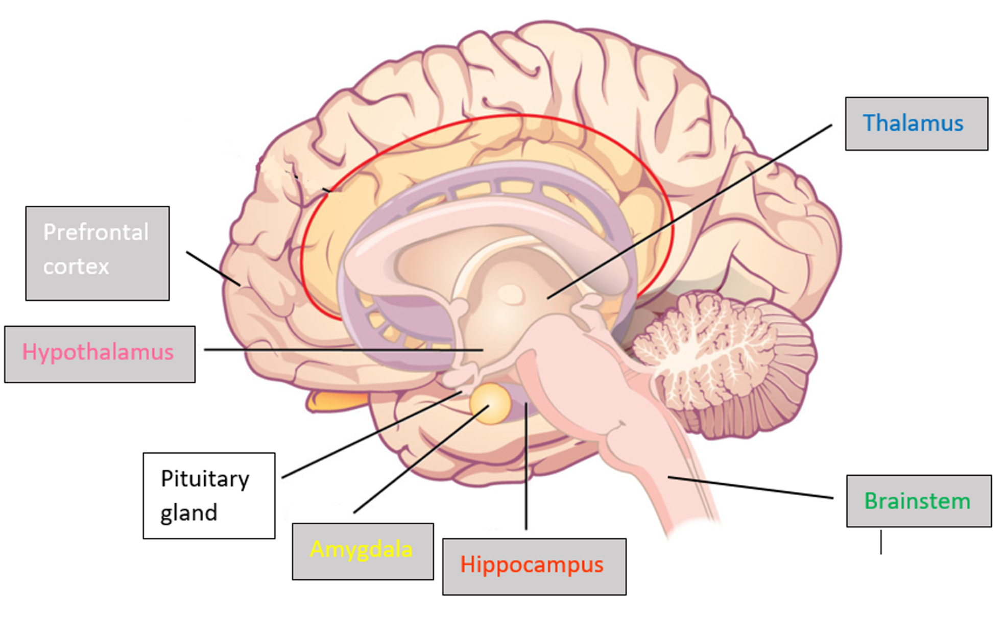 Exploring the links between hearing loss and susceptibility to developing anxiety