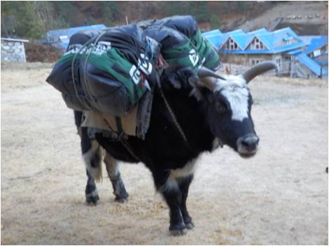 Yak